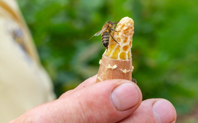 Weiselzelle mit neugieriger Biene